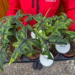 Alokázia (Alocasia tandurusa) ´JACKLYN´ - výška 20-25 cm, kont. C1,5L